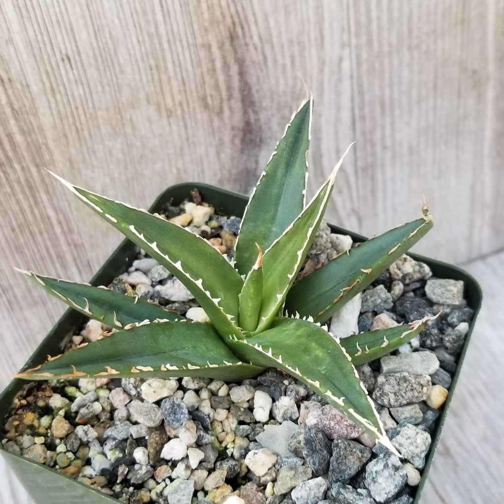 Agave triangularis Large
