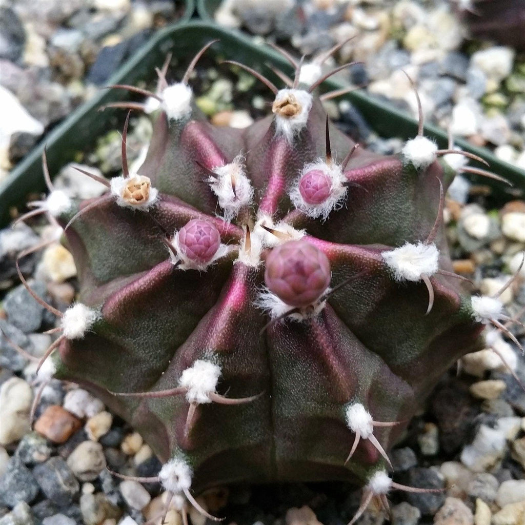 Gymnocalycium friedrichii