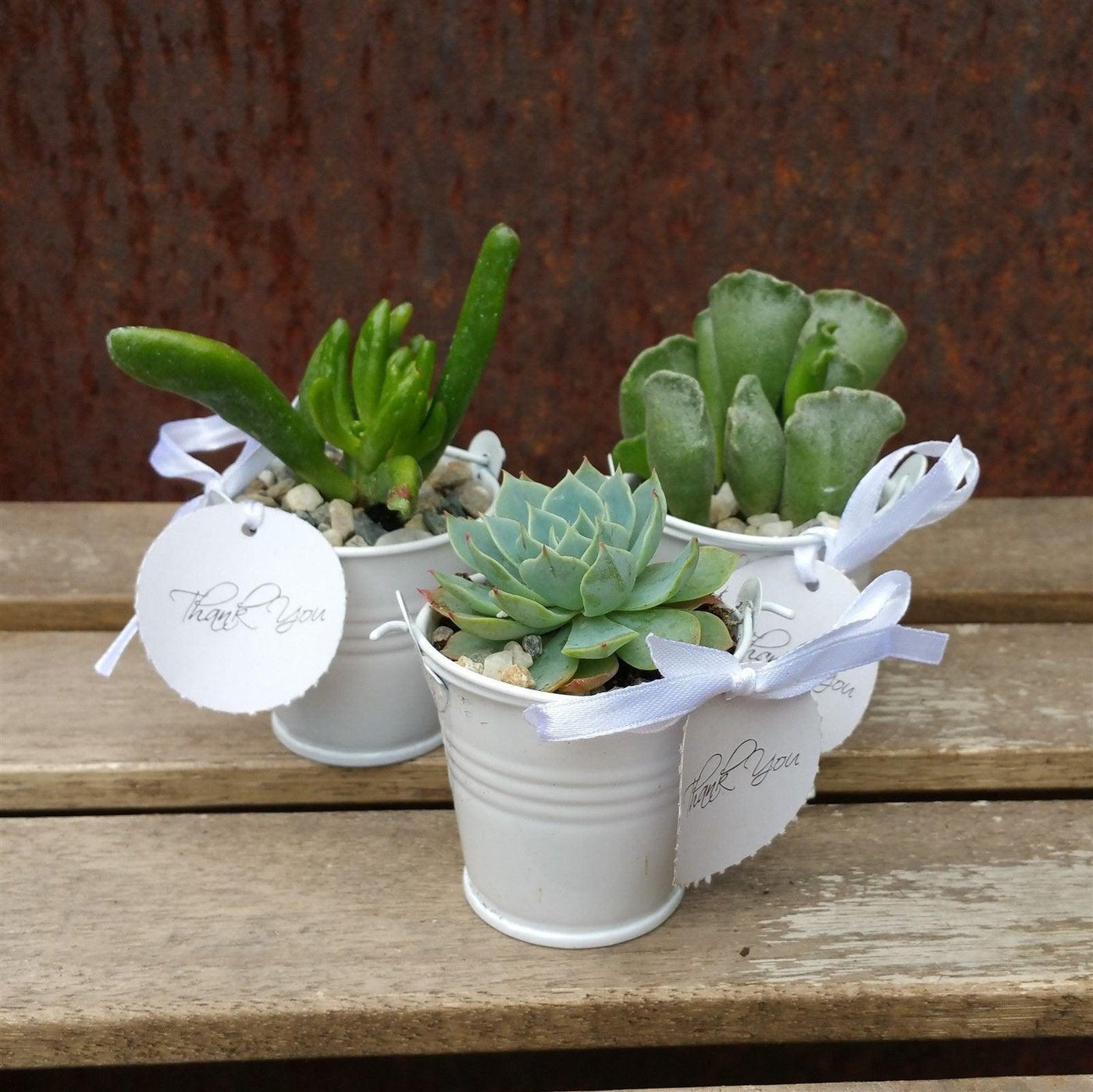 succulents for party favors 3 mini succulents in tin pails wedding or party favor arrangements