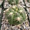 Gymnocalycium denudatum brasillense