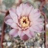 Gymnocalycium ritterianum