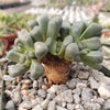 Aloinopsis schooneesii