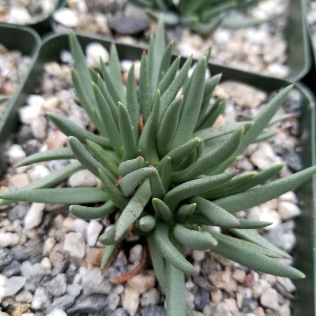 Marlohistella stenophylla