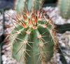 Echinocereus ochoterenae