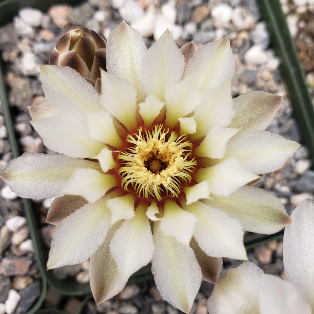 Gymnocalycium shroederianum longispinum