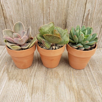 3- 2.5 inch succulents in terracotta pots