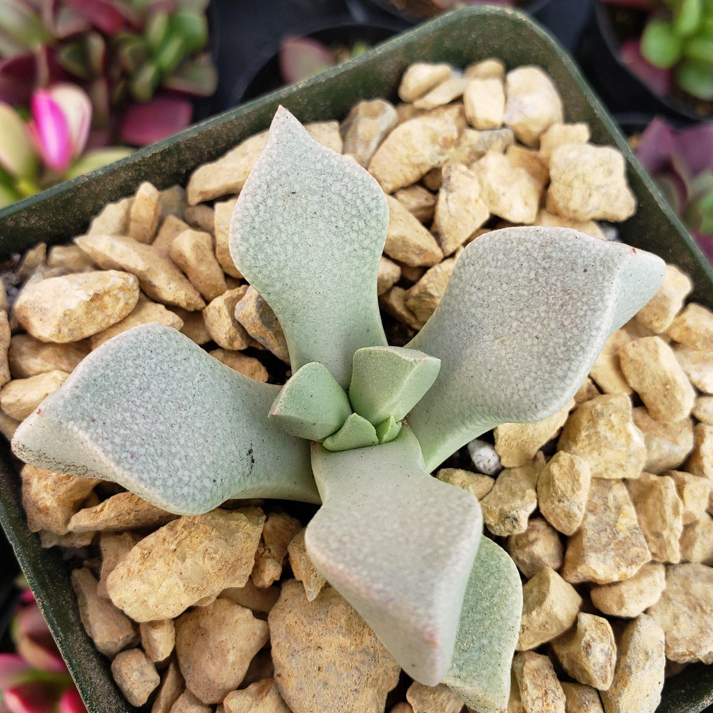 Schwantesia borcherdsii