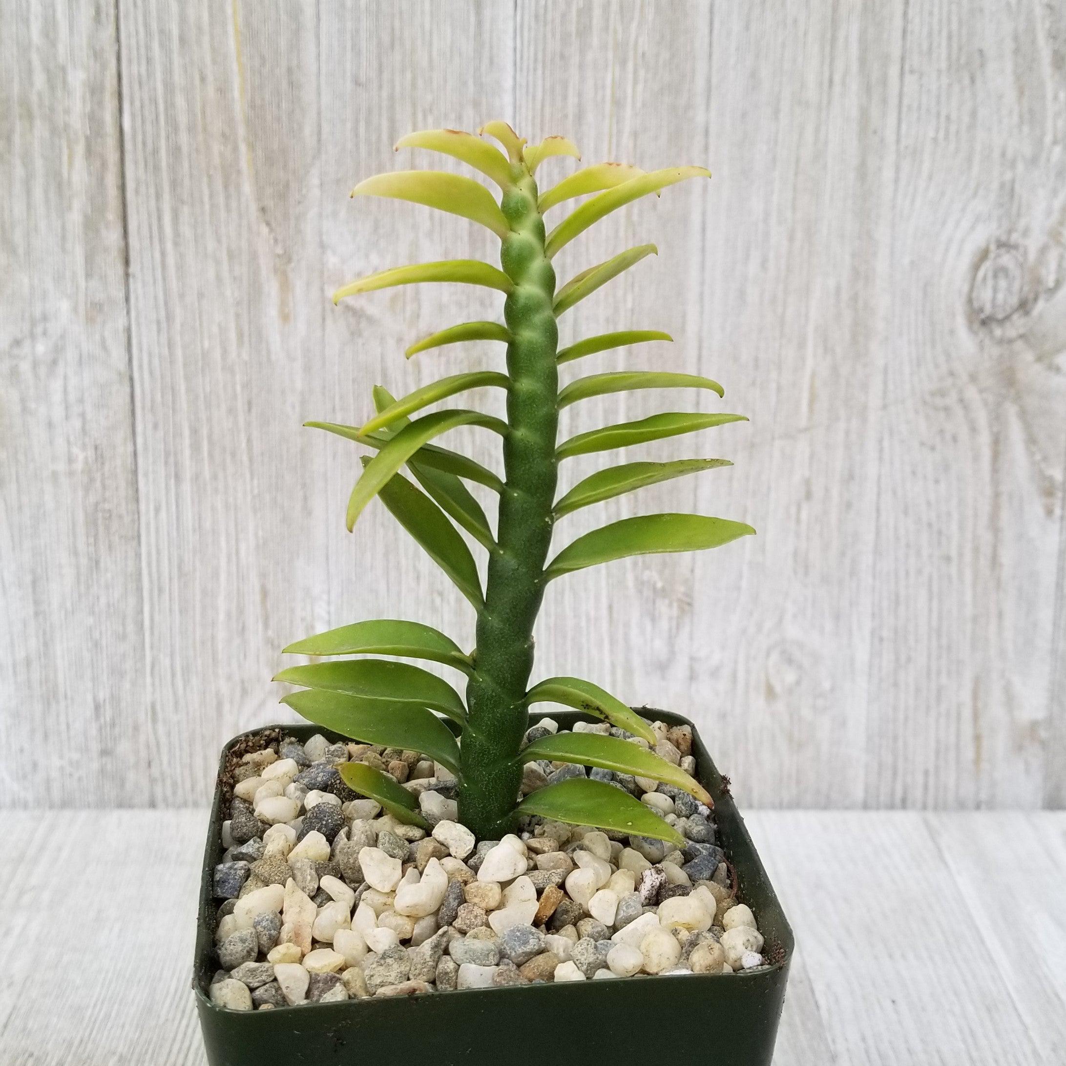 Devils Backbone Plant - Euphorbia tithymaloides