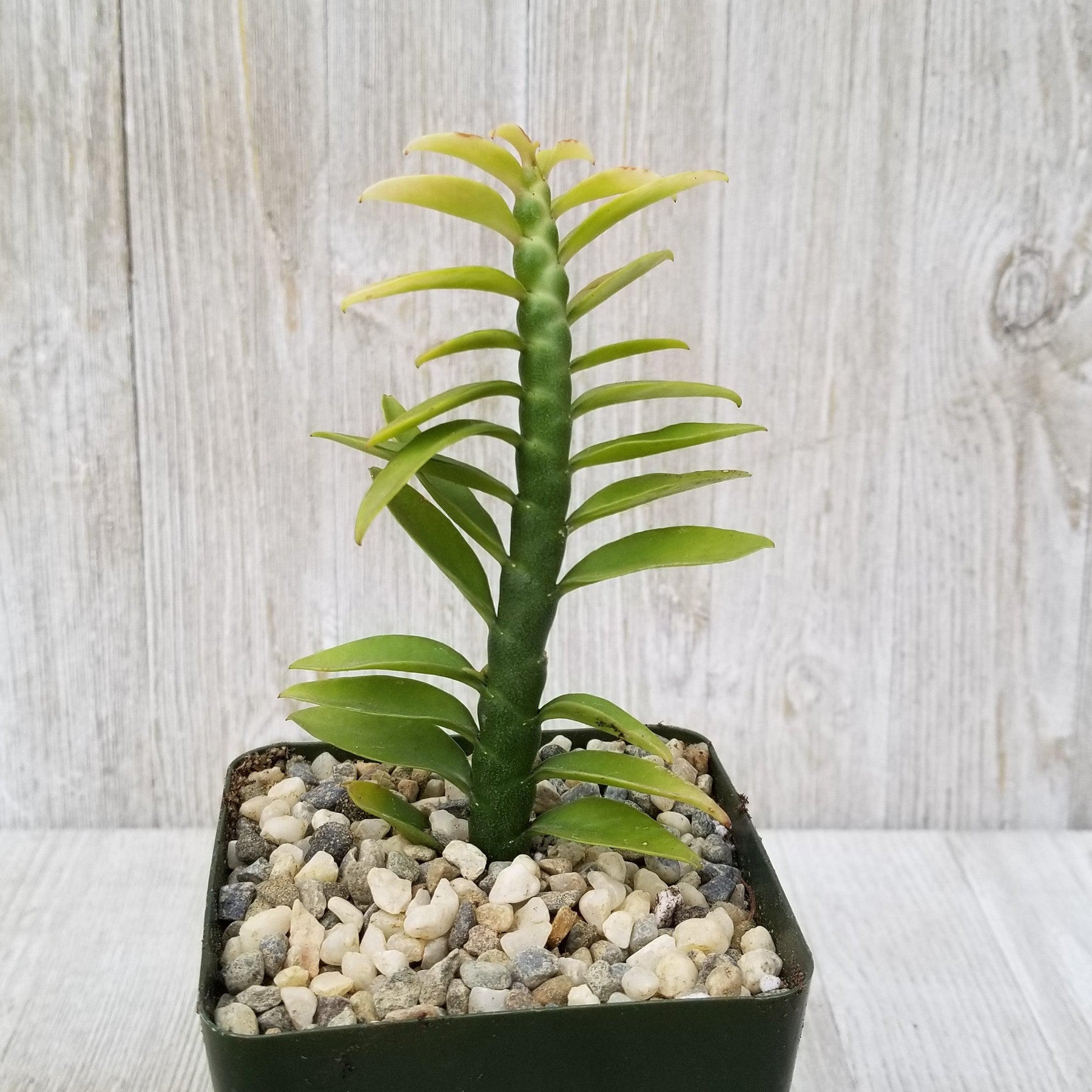 devil's backbone plant indoor or outdoor Shop 'Devils Backbone Plant - Euphorbia tithymaloides' Care & Info