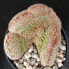 Mammillaria matudae cristata