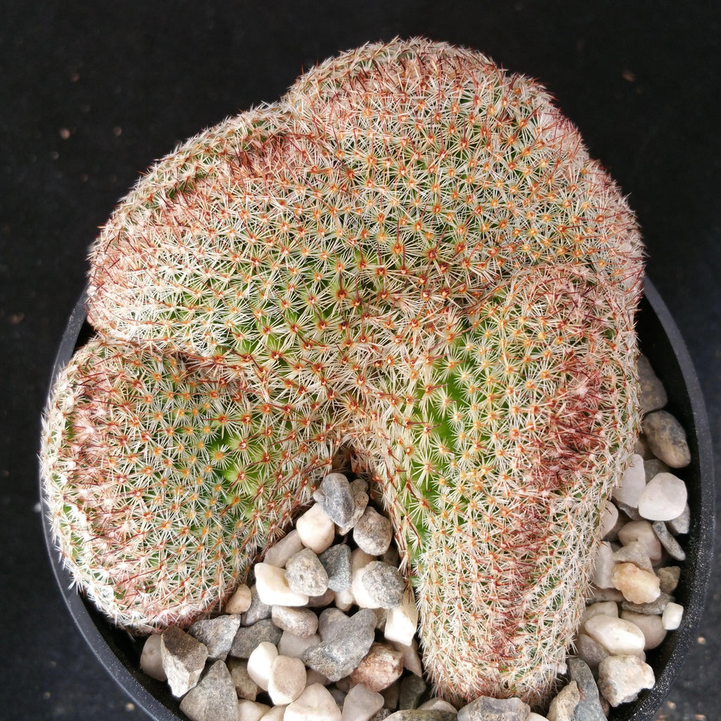 Mammillaria matudae cristata