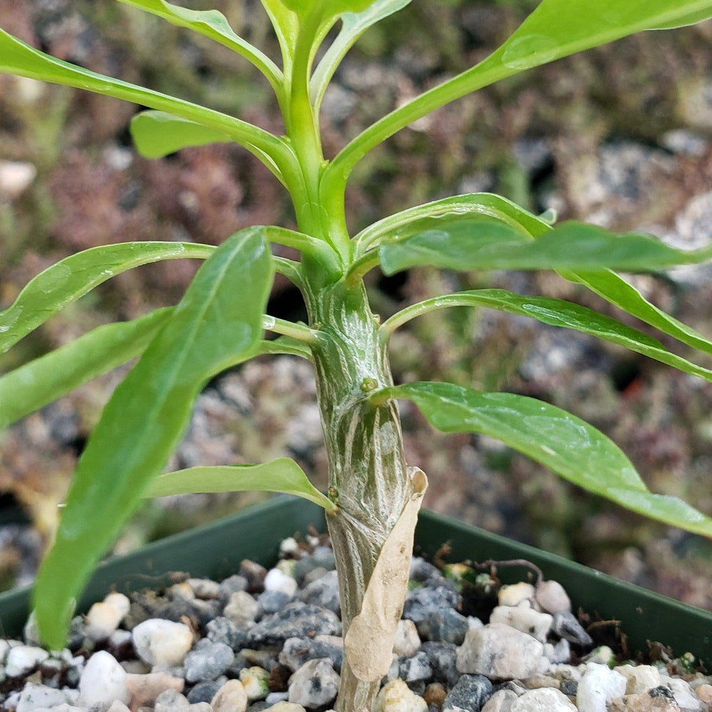 Fouquieria macdougalii