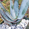 Aloe capitata quartziticola