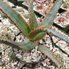 Aloe swordfish