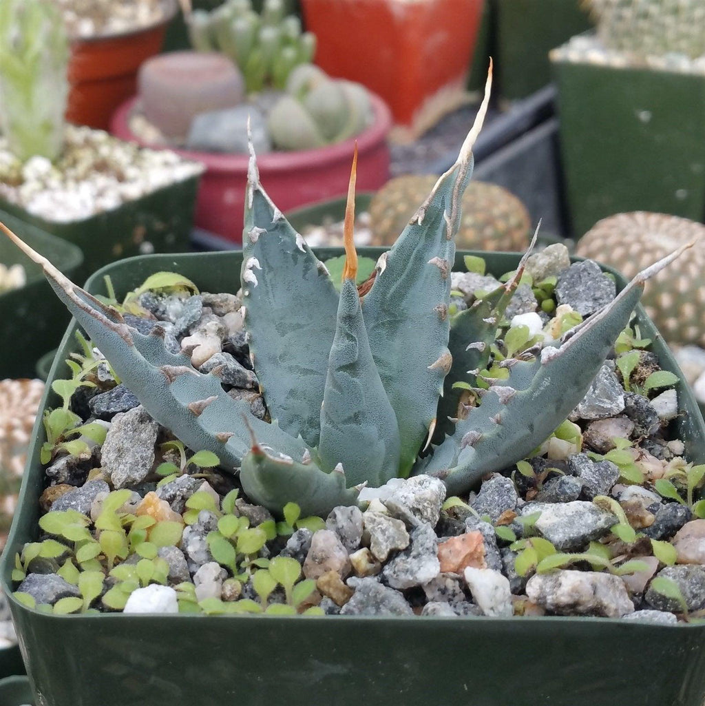 Agave utahensis eborispina