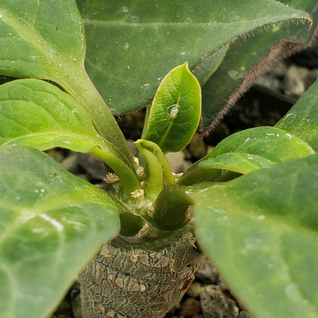 Eupforbia ankarensis