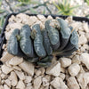 Haworthia Truncata