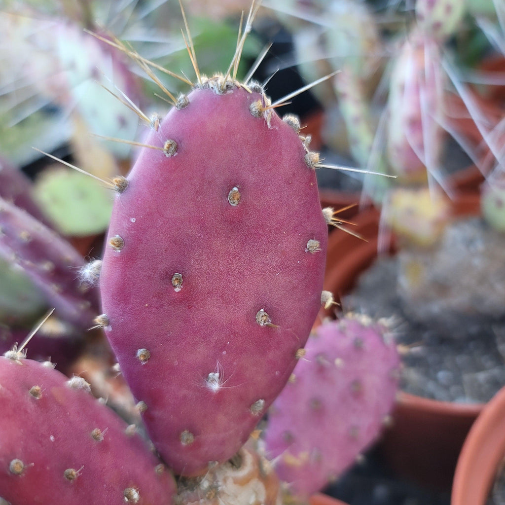 Opuntia Santa "Baby" Rita pad cutting