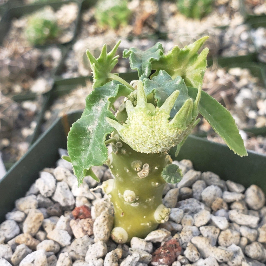 Dorstenia mait escarpment