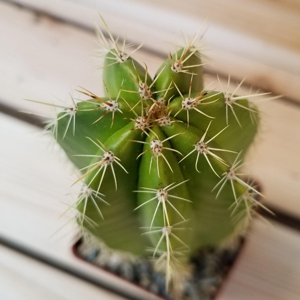 Neobuxbaumia euphorbioides