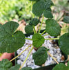 Pelargonium cotyledonis