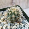 Ferocactus flavovirens