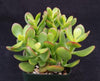 Botany Bay Jade Plant - Crassula ovata Botany Bay