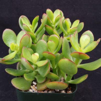 Botany Bay Jade Plant - Crassula ovata Botany Bay