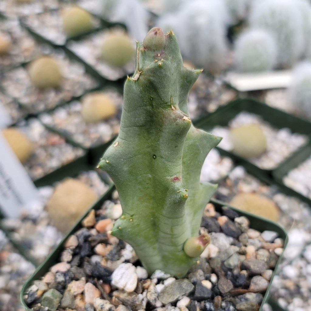 Caralluma melanacantha