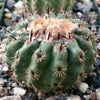 Parodia oculta