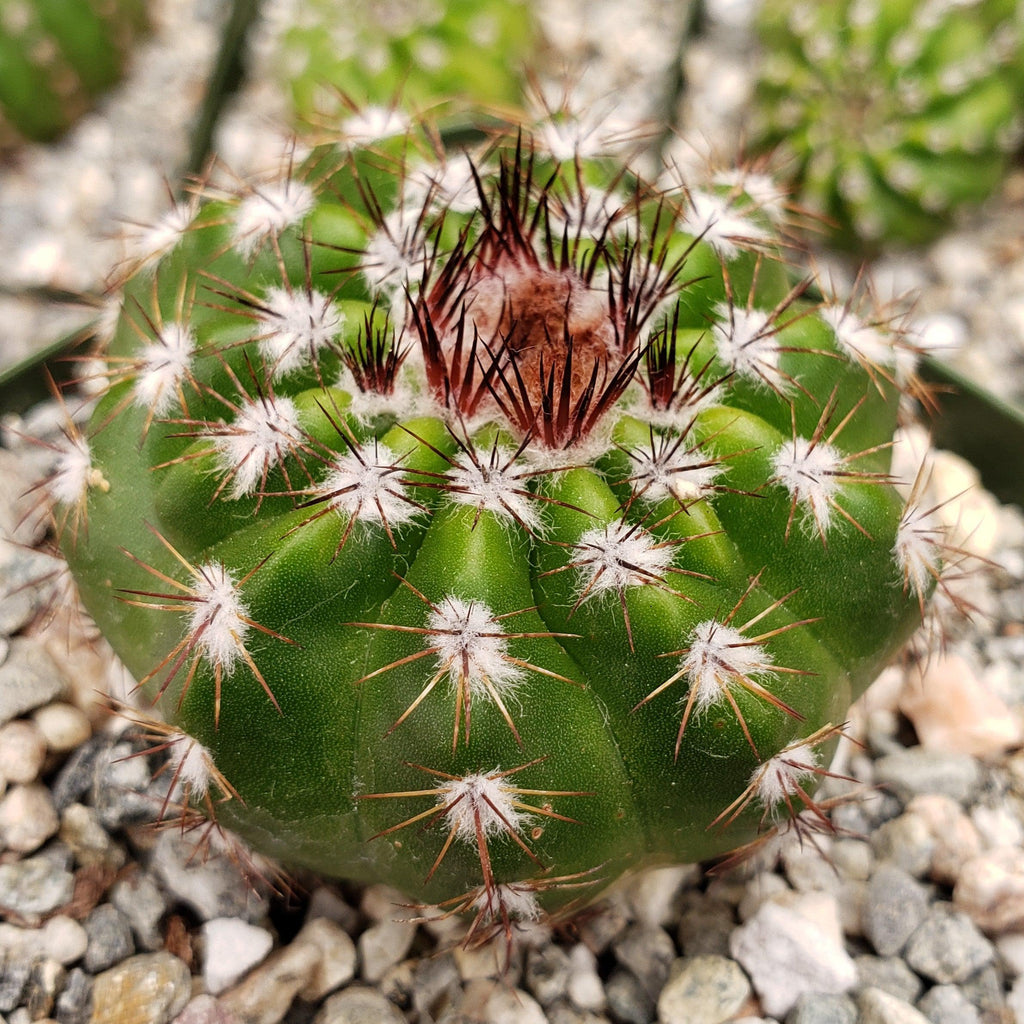 Notocactus carambeiensis