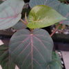 Ficus petiolaris fig rock