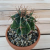 DIY Cactus terracotta 3.5" pot kit