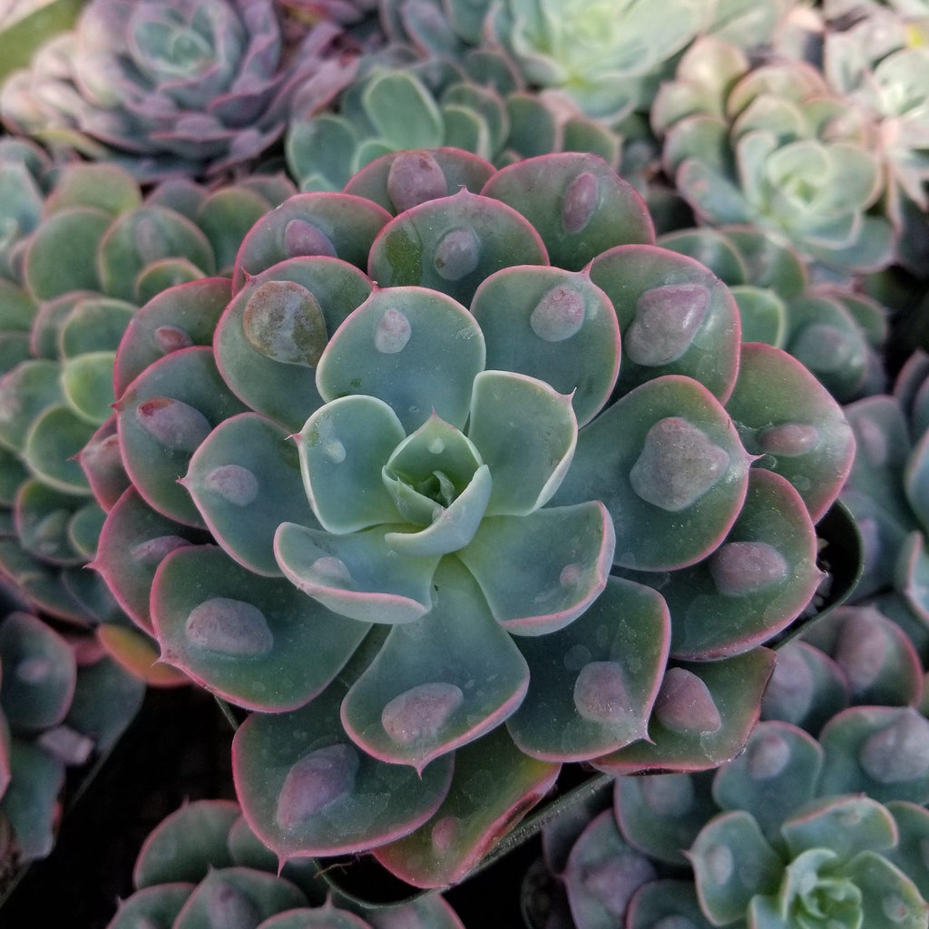 Echeveria Rain Drops