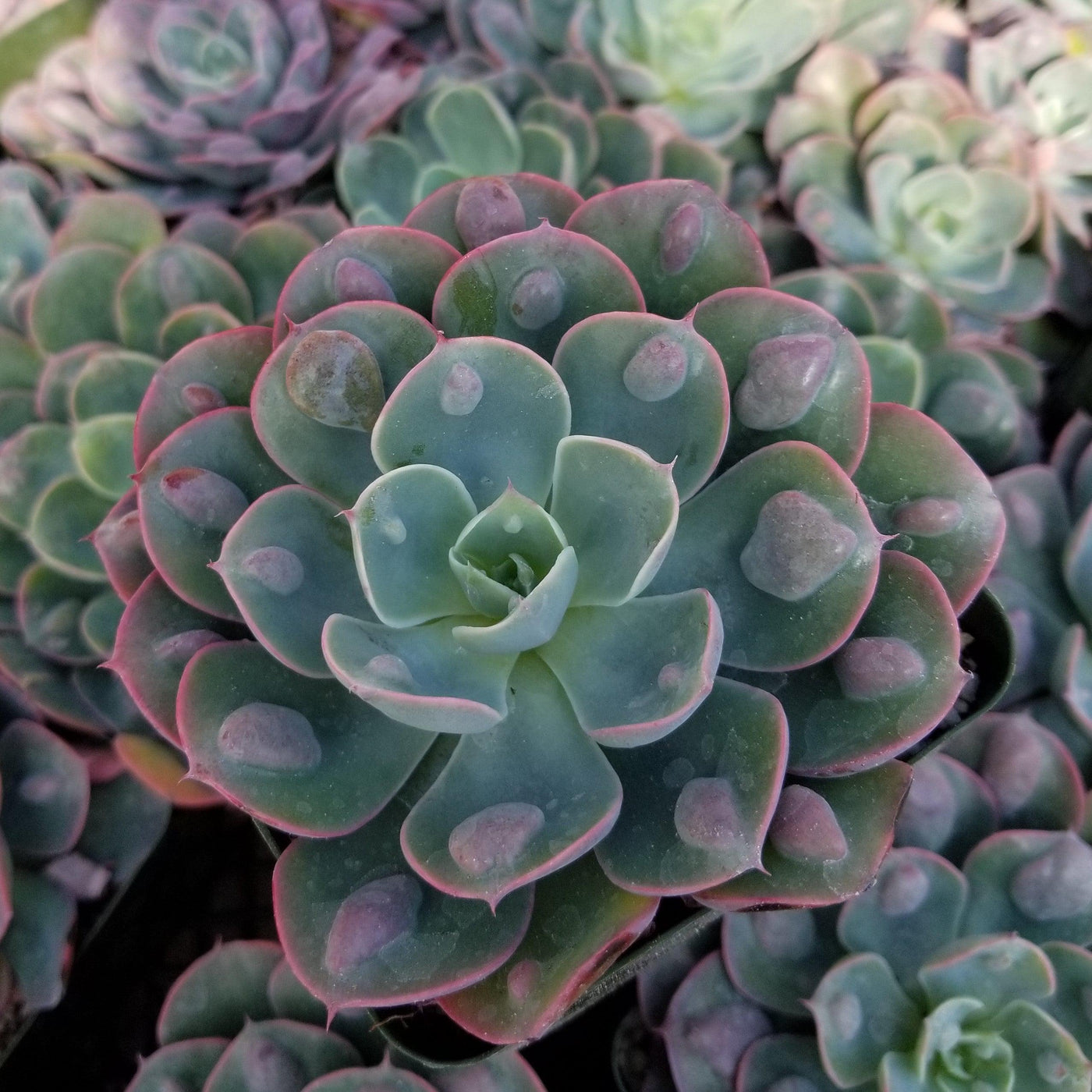Echeveria Rain Drops Bell Shaped Flowers Planet Desert Echeveria Rain Drops Bell Shaped Flowers Planet Desert