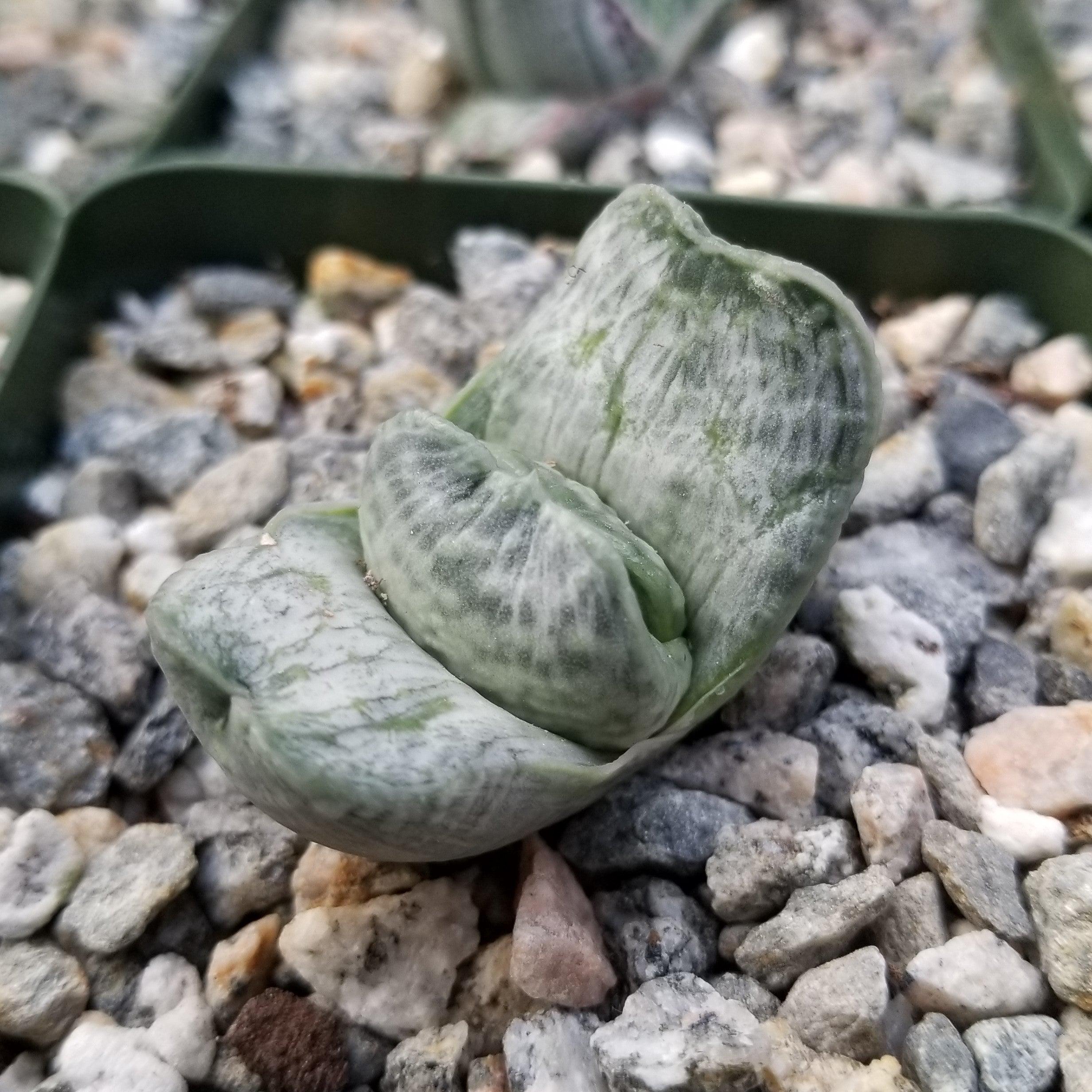 Gasteria sakura fuji