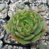 Echeveria ramillette