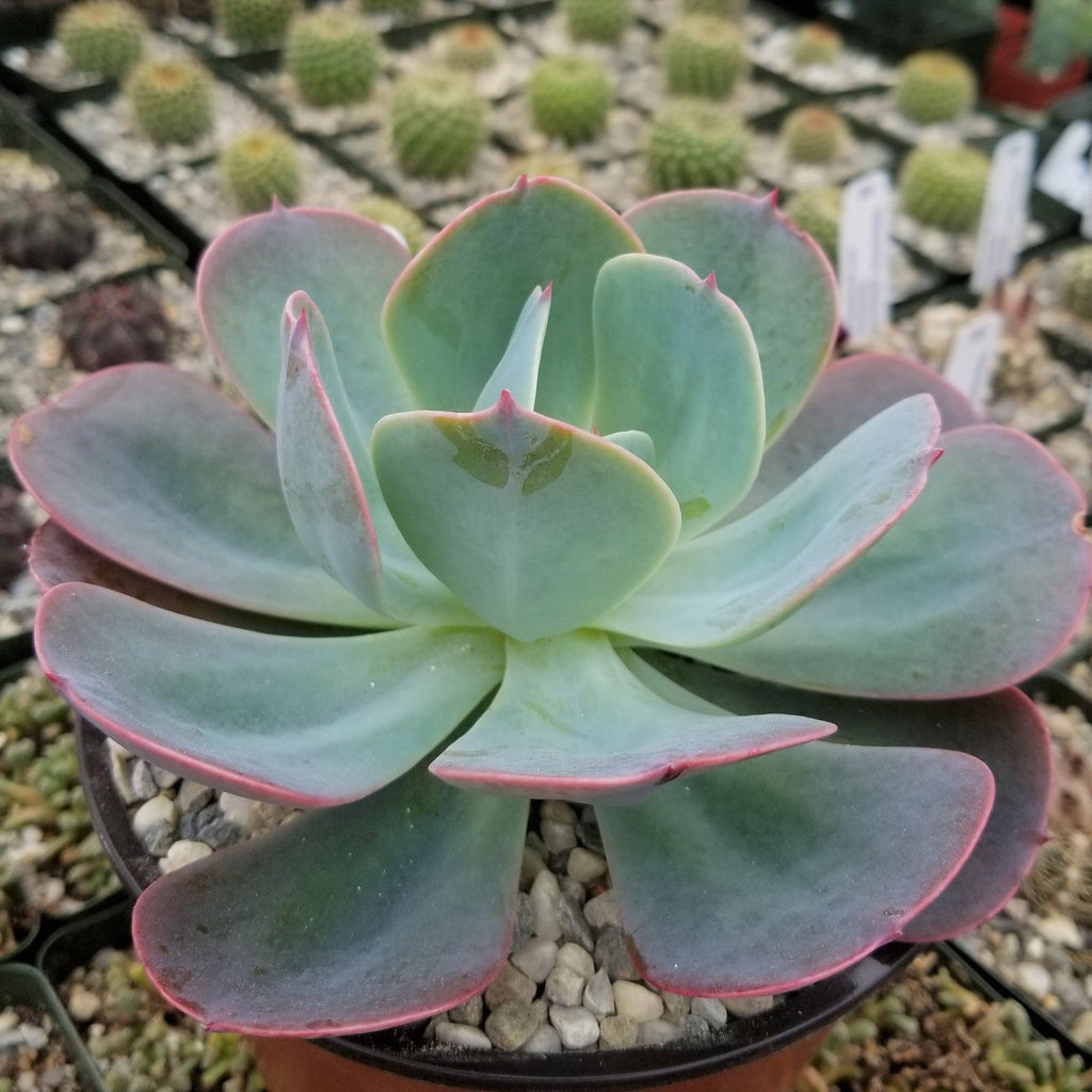 Echeveria Blue Sky