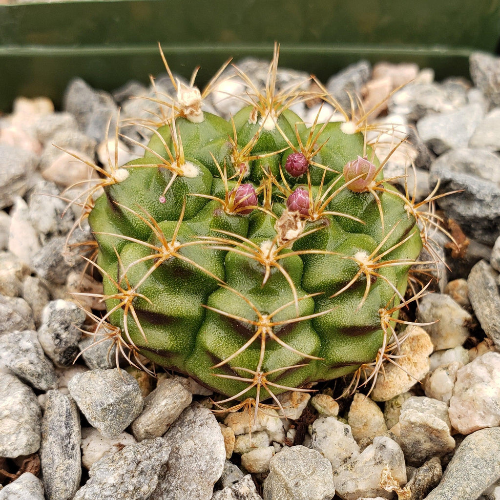 Gymnocalycium damsii robores