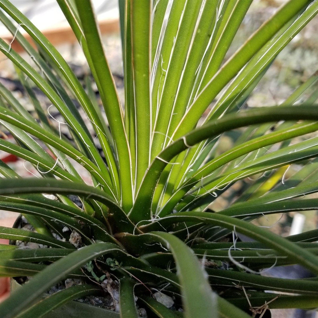 Agave geminiflora Large