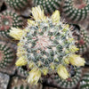 Mammillaria microhelia