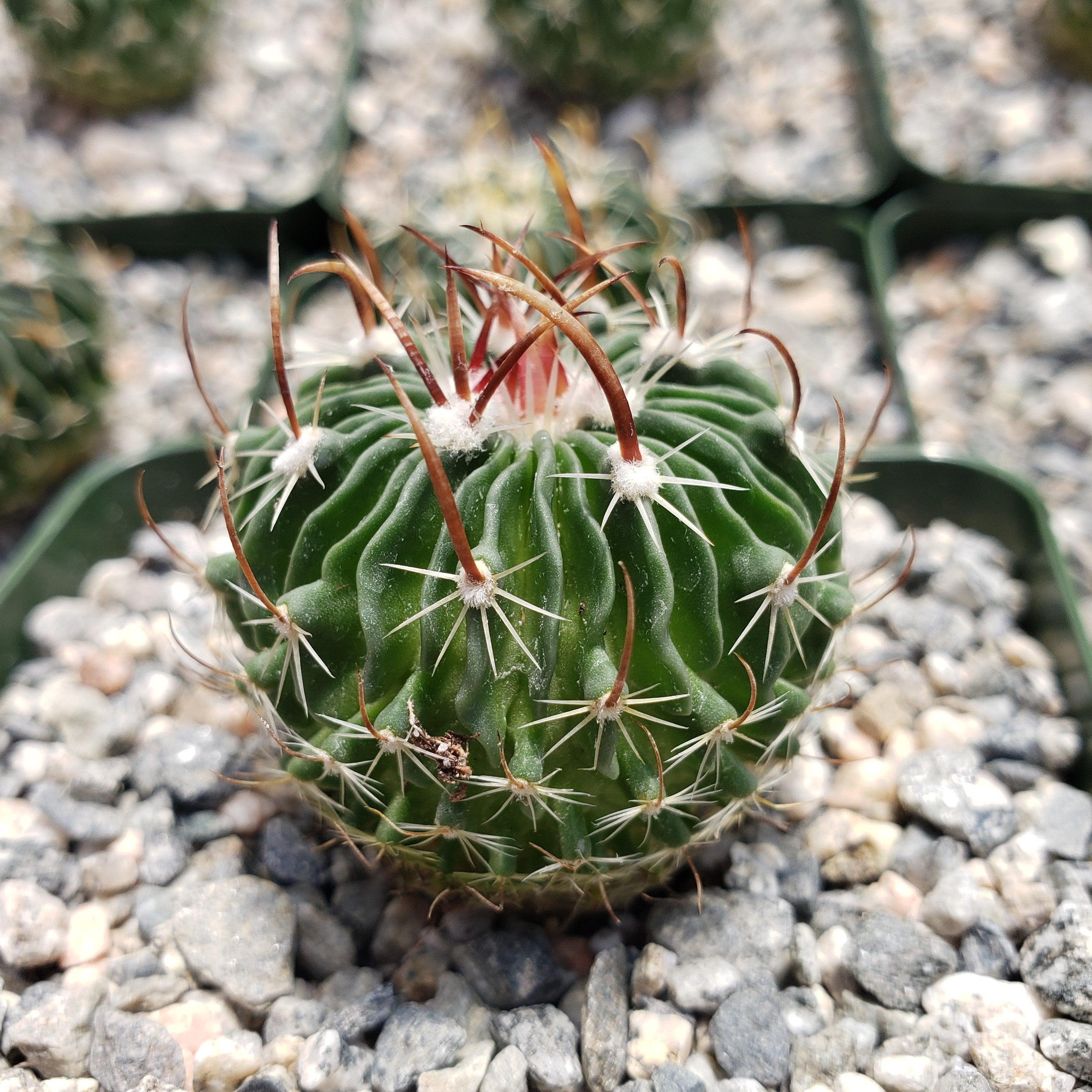 Echinofossulocactus cinco de mayo