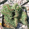 Euphorbia ammak crest