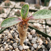 euphorbia iharanae