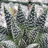 Haworthia pumila