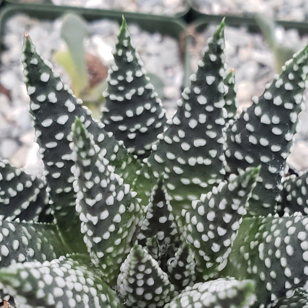 Haworthia pumila