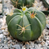 Ferocactus macrodiscus