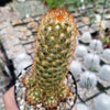 Mammillaria Elongata Copper King(5) -2 inch