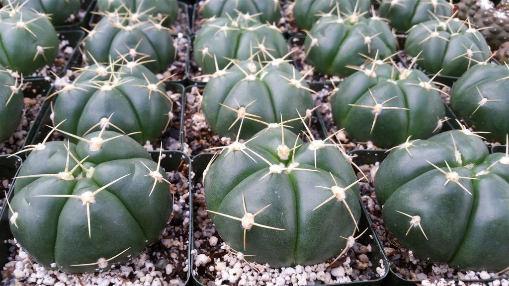 Gymnocalycium horstii