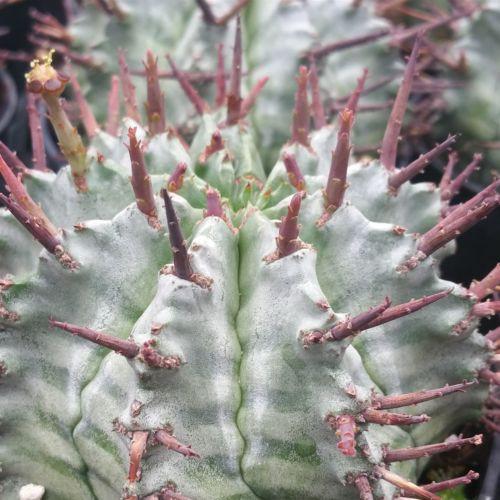 Euphorbia horrida urchin